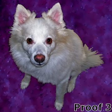 Samoyed breed specific portraits