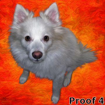 Samoyed portraits and gifts