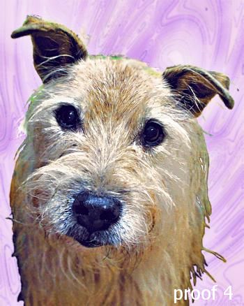 Art Portraits of Terriers