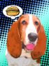 Betty Basset Hound