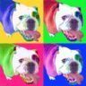Willow the Bulldog