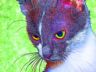 Purrcilla the Cat