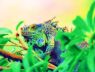 Spike the Iguana