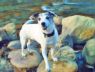 Kylie the Jack Russell
