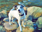 Jack Russell Terrier Wallpaper